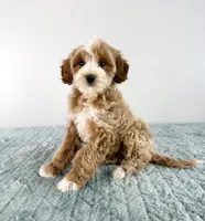Muffin, a female Cavapoo for sale in Indianapolis, IN – 5 of 5