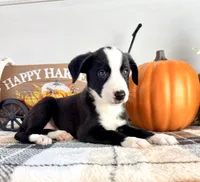 Autumn, a female Border Collie for sale in Indianapolis, IN – 4 of 7