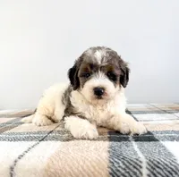 Gru, a male Miniature Bernedoodle for sale in Indianapolis, IN – 3 of 5