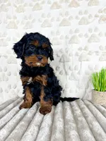 Macie, a female Cavapoo for sale in Indianapolis, IN – Photo 2 of 5