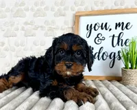 Macie, a female Cavapoo for sale in Indianapolis, IN – Photo 3 of 5