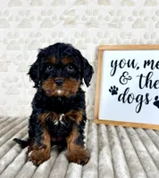 Macie, a female Cavapoo for sale in Indianapolis, IN – Photo 4 of 5