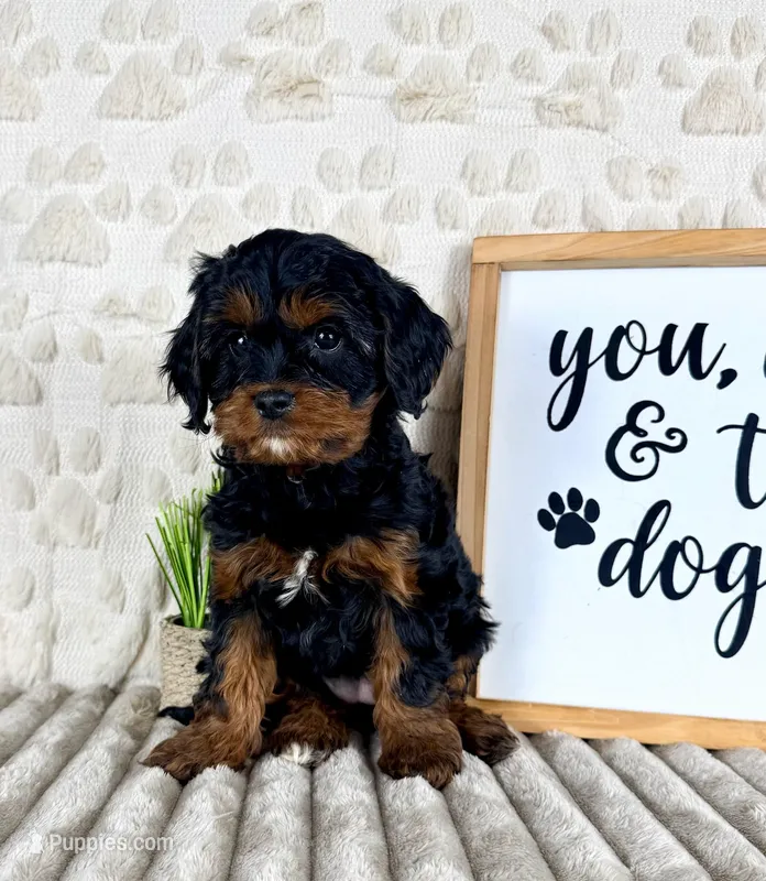 Macie, a female Cavapoo for sale in Indianapolis, IN – Photo 1 of 5