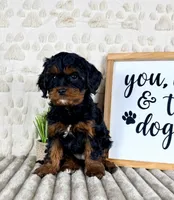 Macie, a female Cavapoo for sale in Indianapolis, IN – Photo 1 of 5