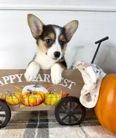CKC Gwen, a female Pembroke Welsh Corgi for sale in Indianapolis, IN – 3 of 3