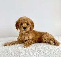 Poppy, a female Miniature Goldendoodle for sale in Indianapolis, IN – 4 of 5