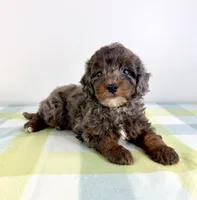 Bo Peep, a female Miniature Bernedoodle for sale in Indianapolis, IN – 2 of 6
