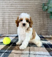 Pearl, a female Cavapoo for sale in Indianapolis, IN – 1 of 5