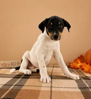 Copper, a male Rat Terrier and Doberman Pinscher for sale in Indianapolis, IN – 4 of 5