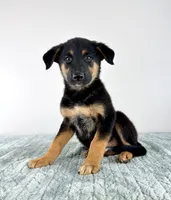 Bear, a male Australian Cattle Dog and German Shepherd Dog for sale in Indianapolis, IN – 3 of 5