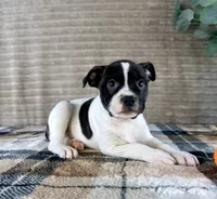 Rafael, a male Boston Terrier and Rat Terrier for sale in Indianapolis, IN – 3 of 5