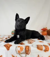 AKC Nova, a female German Shepherd Dog for sale in Indianapolis, IN – 5 of 5