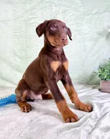 AKC Anubis, a male Doberman Pinscher for sale in Indianapolis, IN – Photo 1 of 5
