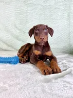 AKC Anubis, a male Doberman Pinscher for sale in Indianapolis, IN – Photo 4 of 5