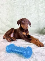 AKC Anubis, a male Doberman Pinscher for sale in Indianapolis, IN – Photo 2 of 5