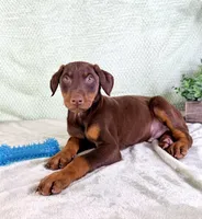 AKC Anubis, a male Doberman Pinscher for sale in Indianapolis, IN – Photo 3 of 5