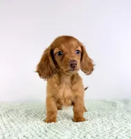 AKC Lillie, a female Miniature Dachshund for sale in Indianapolis, IN – 2 of 5