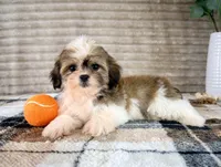 Jack, a male Mal Shi for sale in Indianapolis, IN – 4 of 5