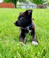 Blue, a male Australian Cattle Dog and German Shepherd Dog for sale in Indianapolis, IN – 4 of 5