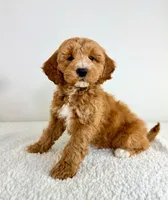Garrett, a male Miniature Goldendoodle for sale in Indianapolis, IN – 4 of 5