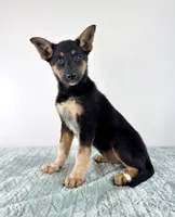 Xena, a female Australian Cattle Dog and German Shepherd Dog for sale in Indianapolis, IN – 4 of 5