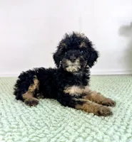 Sabrina, a female Miniature Bernedoodle for sale in Indianapolis, IN – 5 of 5