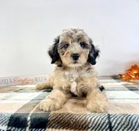 Ginny, a female Miniature Bernedoodle for sale in Indianapolis, IN – 4 of 6