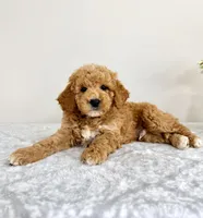 Gunther, a male Miniature Goldendoodle for sale in Indianapolis, IN – 5 of 6