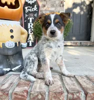 Waylon, a male Australian Cattle Dog for sale in Indianapolis, IN – 4 of 5