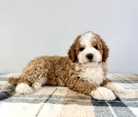 Kevin, a male Miniature Bernedoodle for sale in Indianapolis, IN – 2 of 5