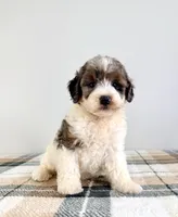 Gru, a male Miniature Bernedoodle for sale in Indianapolis, IN – 2 of 5