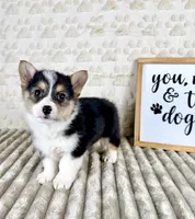 Bo, a male Pembroke Welsh Corgi for sale in Indianapolis, IN – Photo 4 of 5