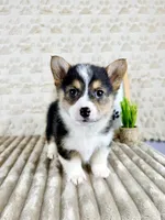 Bo, a male Pembroke Welsh Corgi for sale in Indianapolis, IN – Photo 3 of 5