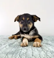 Denali, a female Australian Cattle Dog and German Shepherd Dog for sale in Indianapolis, IN – 3 of 4