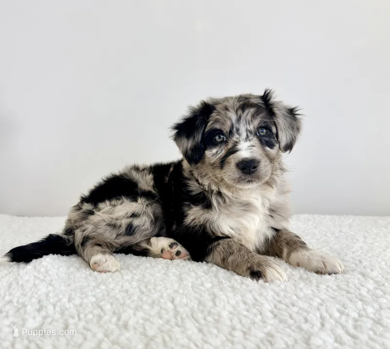 Cookie – Aussiedoodle puppy for sale in Indianapolis, IN