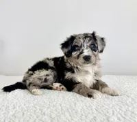 Cookie, a female Aussiedoodle for sale in Indianapolis, IN – 1 of 5