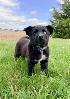 Blue, a male Australian Cattle Dog and German Shepherd Dog for sale in Indianapolis, IN – 2 of 5