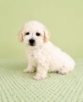 Benson, a male Bichon Frise for sale in Indianapolis, IN – 3 of 5