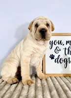 Jackson, a male Chinese Shar-Pei and Cocker Spaniel for sale in Indianapolis, IN – Photo 1 of 5