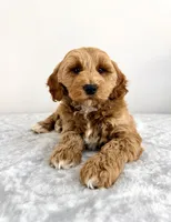 Grayson, a male Miniature Goldendoodle for sale in Indianapolis, IN – 6 of 6