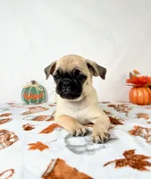 Petunia, a female Pug for sale in Indianapolis, IN – 5 of 7