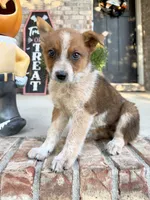 Maverick, a male Australian Cattle Dog for sale in Indianapolis, IN – 5 of 5