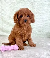 Lacie, a female Cavapoo for sale in Indianapolis, IN – Photo 2 of 5