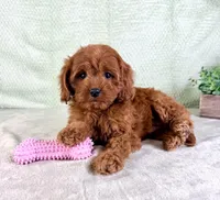 Lacie, a female Cavapoo for sale in Indianapolis, IN – Photo 3 of 5
