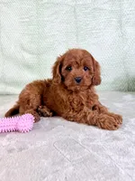 Lacie, a female Cavapoo for sale in Indianapolis, IN – Photo 4 of 5