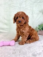 Lacie, a female Cavapoo for sale in Indianapolis, IN – Photo 1 of 5