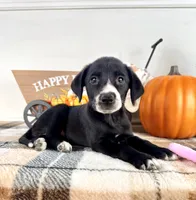 Hazel, a female Border Collie for sale in Indianapolis, IN – 4 of 5