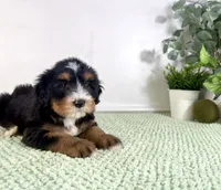 Chucky, a male Miniature Bernedoodle for sale in Indianapolis, IN – 5 of 5
