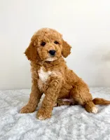 Gunther, a male Miniature Goldendoodle for sale in Indianapolis, IN – 4 of 6
