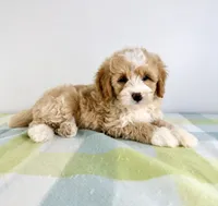 Woody, a male Miniature Bernedoodle for sale in Indianapolis, IN – 2 of 5